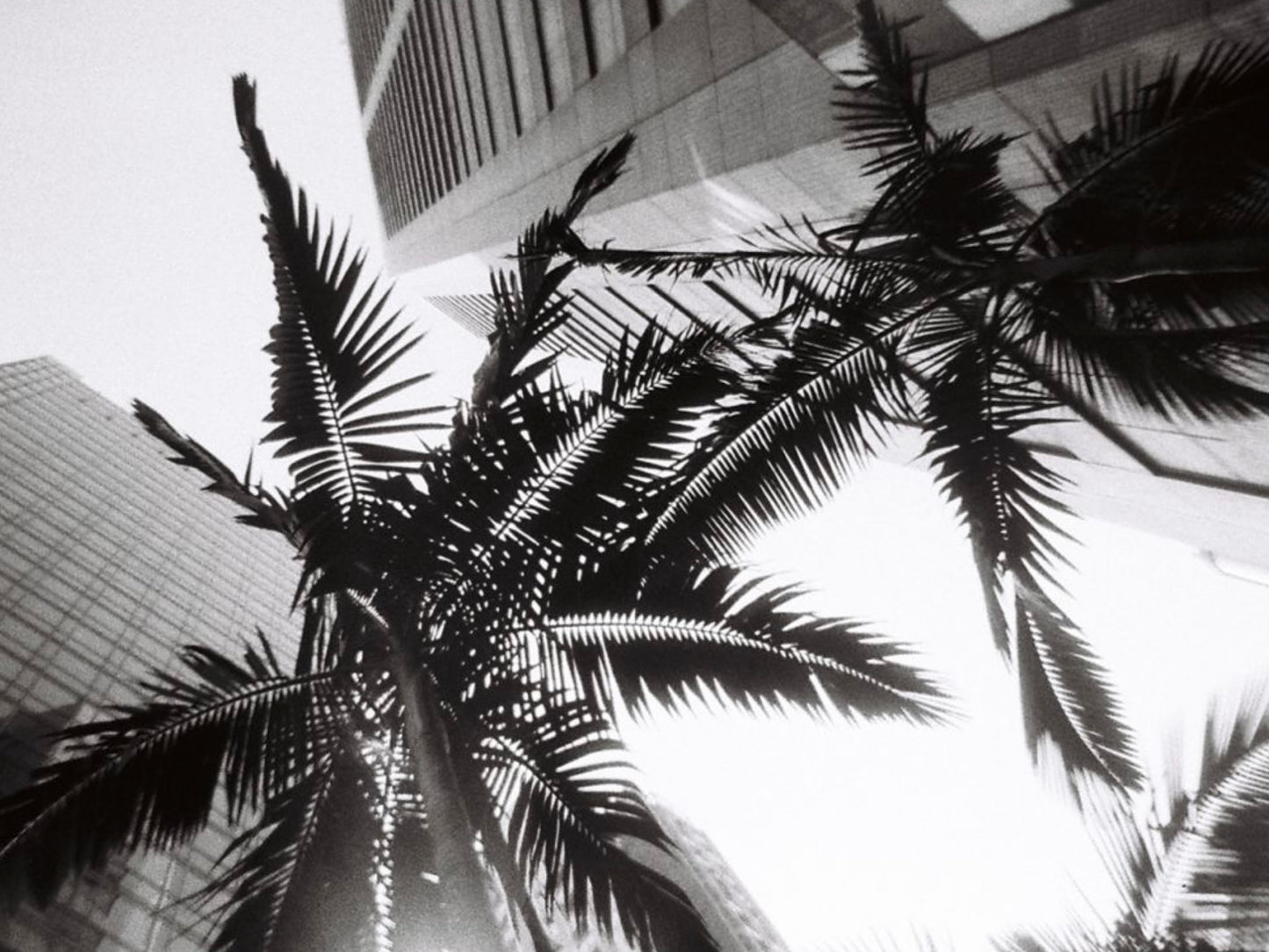 BLACK & WHITE SIMPLE USE CAMERA