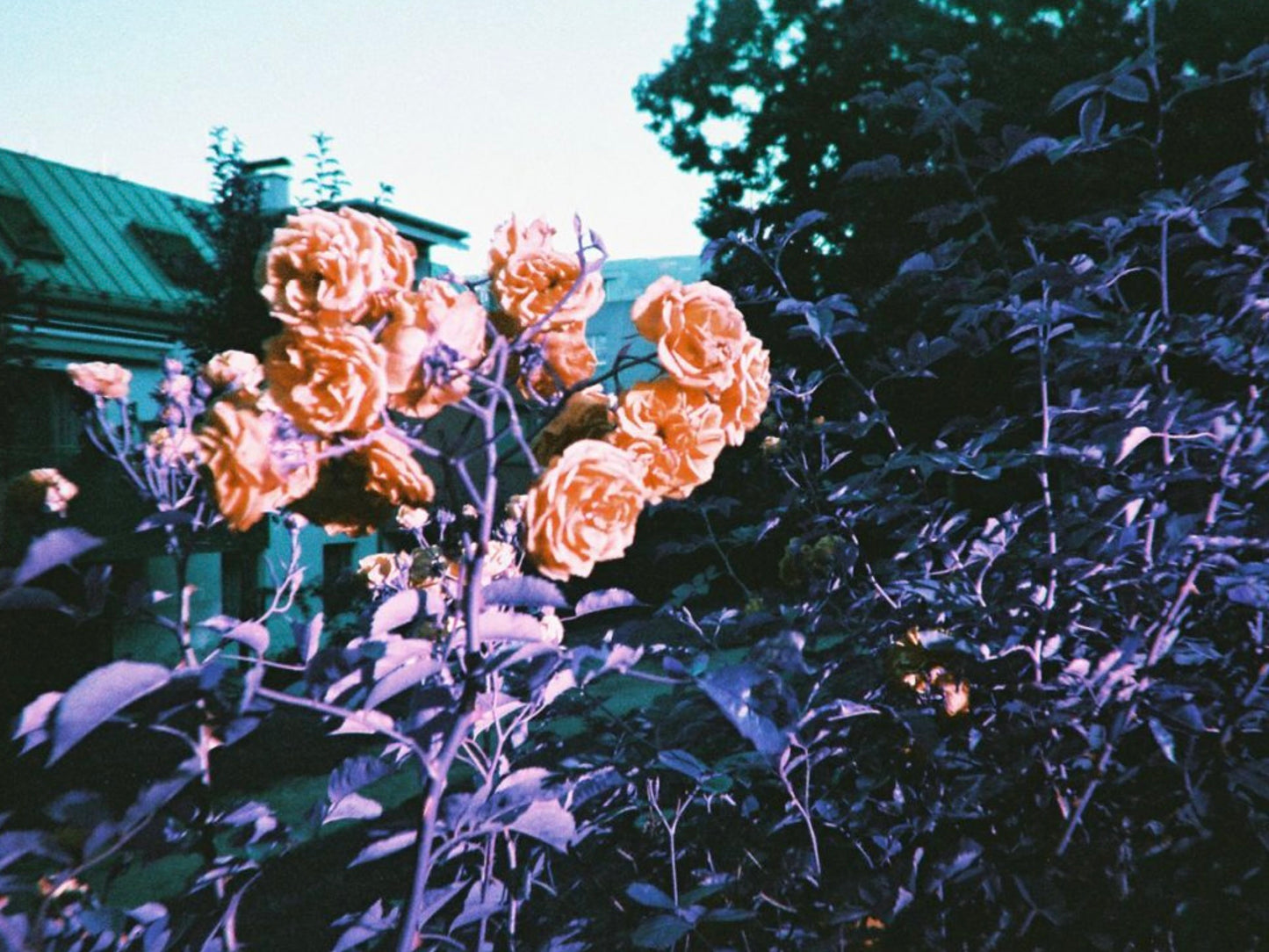 LOMOCHROME PURPLE SIMPLE USE CAMERA