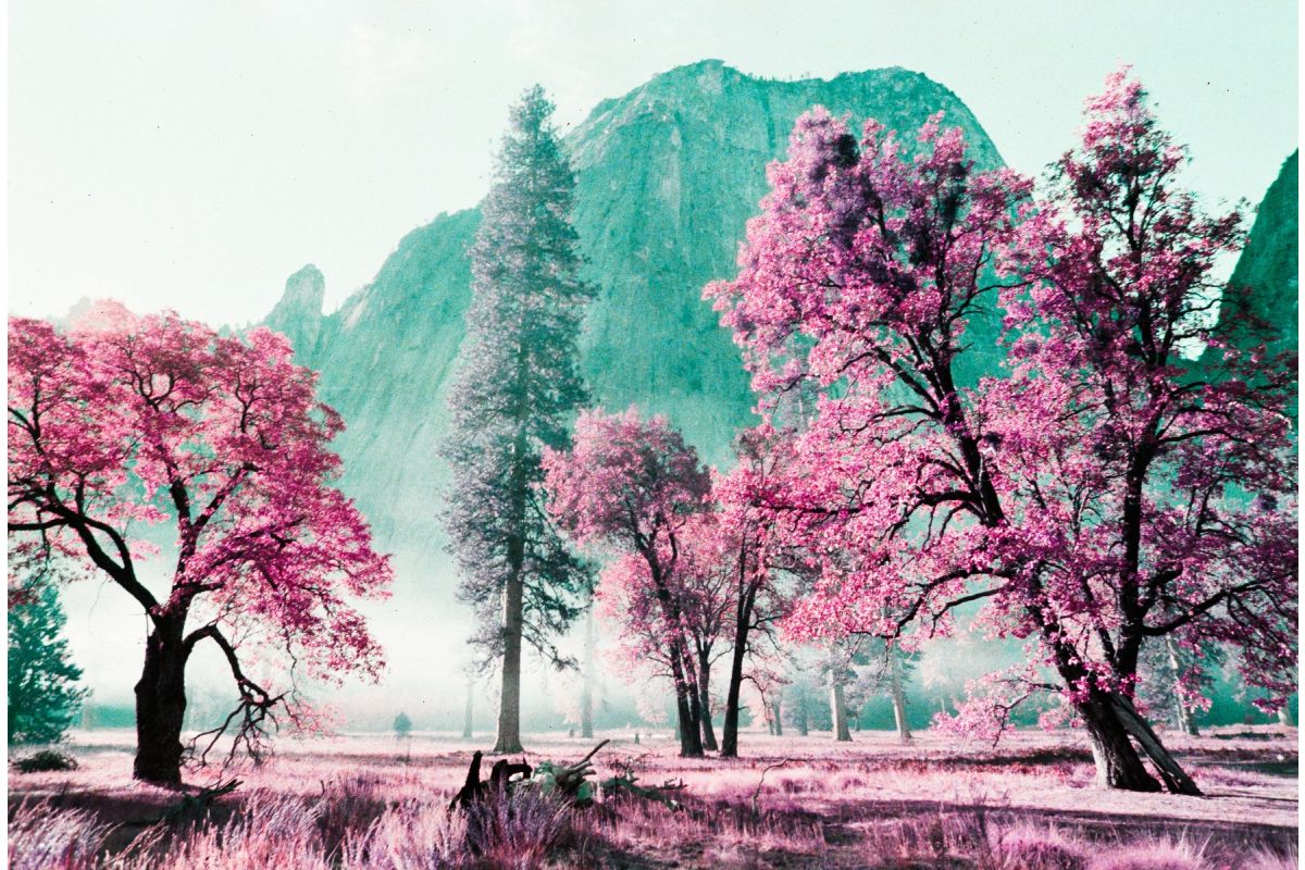 LOMOCHROME PURPLE 35MM FILM